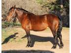 Bombproof Mustang Mare