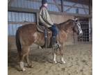 Poa gelding Nugget great on trails