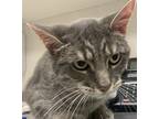 Paige, Domestic Shorthair For Adoption In Sheboygan, Wisconsin