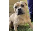 Leonidas, Pit Bull Terrier For Adoption In Dickson, Tennessee