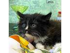 Lemon, Domestic Longhair For Adoption In Parkersburg, West Virginia