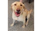 Labrador Retriever For Adoption In Watertown, Wisconsin
