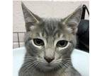 49118, Domestic Shorthair For Adoption In Las Cruces, New Mexico