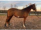 Annie Jumper Large Pony Mare