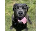 Adopt Mocha A Cane Corso, Pit Bull Terrier
