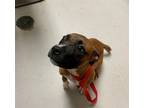 Adopt BASIL a Boxer, Pit Bull Terrier