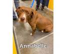Adopt Annabele a Terrier, Hound