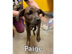 Adopt Paige a Jack Russell Terrier, Pug