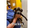 Adopt Parker a Jack Russell Terrier, Pug