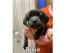 Adopt Pixie a Jack Russell Terrier, Pug