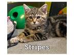 Adopt Stripes a Domestic Short Hair