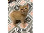 Adopt Louie a Domestic Medium Hair