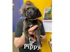 Adopt Pippy a Jack Russell Terrier, Pug