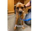 Adopt Posey a Jack Russell Terrier, Puggle