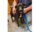Adopt Pepper a Jack Russell Terrier, Puggle