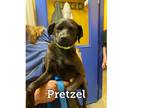 Adopt Pretzel a Jack Russell Terrier, Puggle