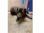 Adopt Paisley a Jack Russell Terrier, Puggle