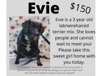 Adopt Evie a Wirehaired Terrier