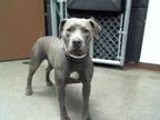 Adopt LADYBUG a Pit Bull Terrier