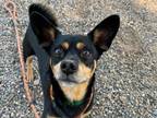 Adopt OSO A Manchester Terrier, Mixed Breed