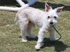 Adopt SIMON a Cairn Terrier, Mixed Breed