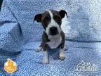 Adopt INDIGO a Pit Bull Terrier