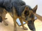Adopt A812343 a German Shepherd Dog