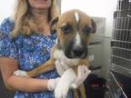 Adopt A594549 A Pit Bull Terrier