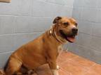 Adopt WINCHESTER a Pit Bull Terrier