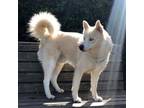Adopt Bronson a Siberian Husky, Samoyed