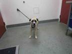 Adopt LAYKA a Pit Bull Terrier, German Shepherd Dog