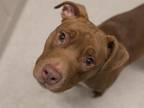 Adopt LANNY a Pit Bull Terrier, Mixed Breed