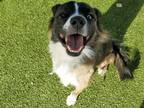 Adopt MEADOW a Border Collie, Mixed Breed