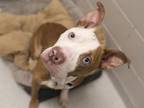 Adopt PETEY a Pit Bull Terrier, Mixed Breed