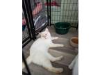 Adopt Bing - STILL AVAILABLE! a Siamese