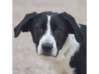 Adopt Julia a Border Collie, Black Labrador Retriever