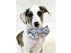 Adopt Solo a Catahoula Leopard Dog, Mixed Breed