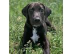 Adopt Franklin Moore a Black Labrador Retriever, Mixed Breed