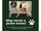 Adopt Needs Foster May (SC) a English Pointer