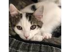 Adopt Meow West a Domestic Short Hair