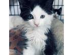 Adopt Perry a Maine Coon, Domestic Long Hair