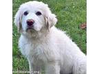 Adopt Candy in OH - As Sweet As They Come! a Great Pyrenees