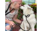 Adopt Nugget a American Eskimo Dog