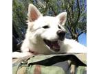 Adopt Bonkers a American Eskimo Dog
