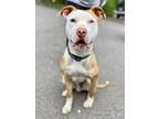 Adopt ACE a Pit Bull Terrier