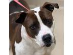 Adopt Shala a Pit Bull Terrier
