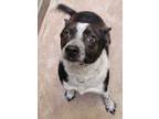 Adopt Toad a Pointer, Mixed Breed