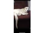Adopt Blane a Great Pyrenees