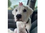 Adopt Buddy HTX a Mountain Cur, Great Pyrenees
