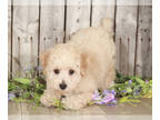Poodle (Toy) PUPPY FOR SALE ADN-390072 - Milo Male Toy Poodle